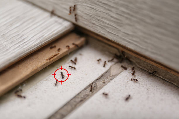 Best Flea Control Services  in Greensboro, MD